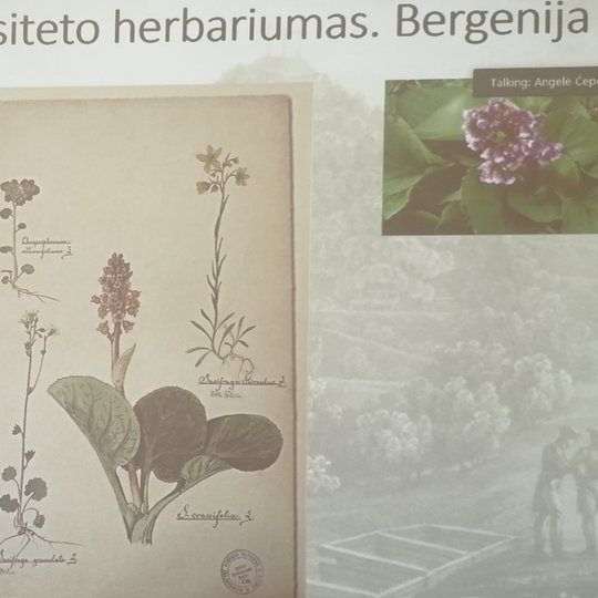 Iliustracija