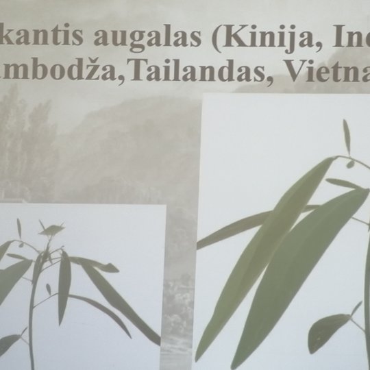 Iliustracija