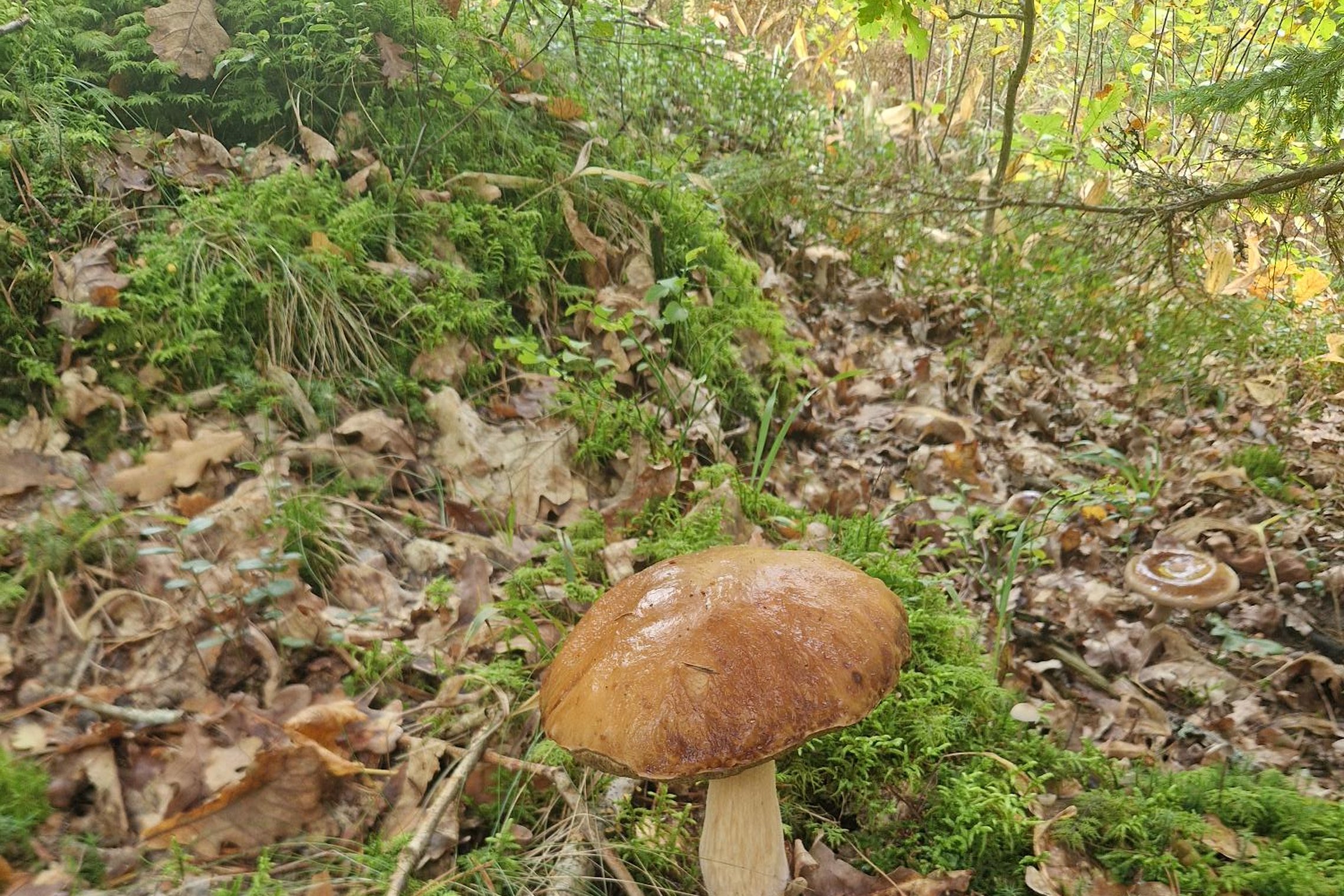 Iliustracija
