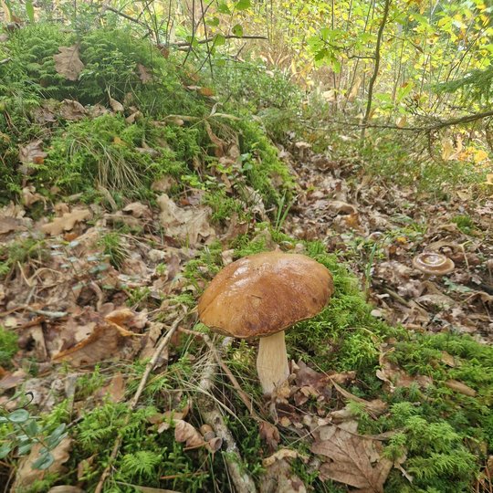 Iliustracija